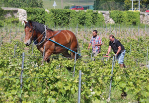 Viticulture raisonnée