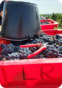Les Vendanges
