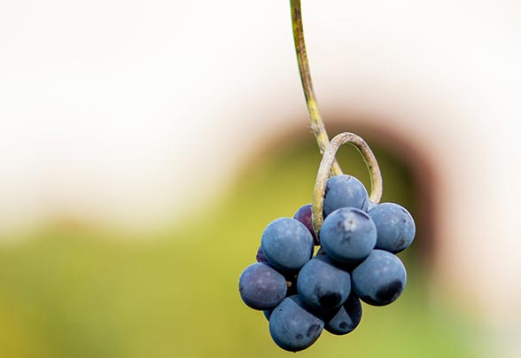 Interactive workshop on discovering your 5 senses dans l'Aisne (02)