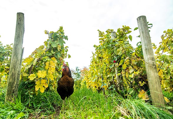 Discovery of the vineyard followed by a tasting dans l'Aisne (02)